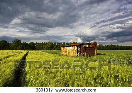 Stock Photo - Wasted hut in grainfield, Schleswig-Holstein, Germany . Fotosearch