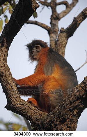 Western Red Colobus, Piliocolobus badius, Gambia, West Africa, Africa View Large Photo Image Stock Image - Western Red Colobus, Piliocolobus badius, Gambia, West Africa, Africa . Fotosearch