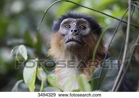Stock Photo - Western Red Colobus, Piliocolobus badius, West Africa, Africa . Fotosearch