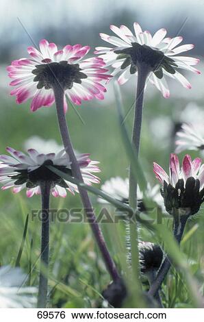 White daisy (Bellis perennis) flowers blooming in field View Large Photo Image Stock Photograph - White daisy (Bellis perennis) flowers blooming in field . Fotosearch