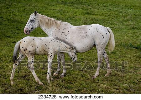 Stock Photo - White horse standing with its foal in field, Wales . Fotosearch