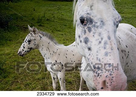 White horse standing with its foal in field, Wales View Large Photo Image Stock Photo - White horse standing with its foal in field, Wales . Fotosearch