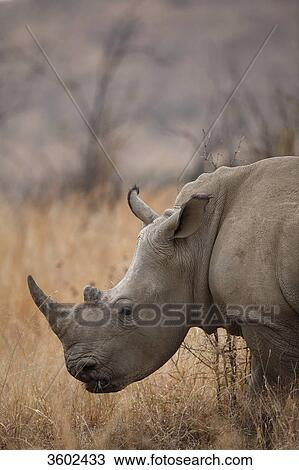 Stock Image - White Rhinoceros (Ceratotherium simum) in the savannah, Pilanesberg Game Reserve, South Africa . Fotosearch