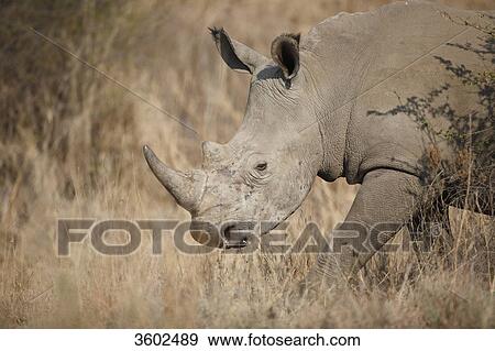 White Rhinoceros (Ceratotherium simum) in the savannah, Pilanesberg Game Reserve, South Africa View Large Photo Image Stock Photo - White Rhinoceros (Ceratotherium simum) in the savannah, Pilanesberg Game Reserve, South Africa . Fotosearch