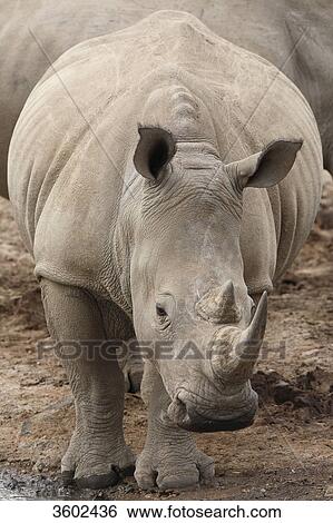 Stock Photograph - White Rhinoceros (Ceratotherium simum) at watering hole, Pilanesberg Game Reserve, South Africa . Fotosearch
