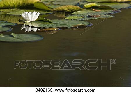 Stock Image - White water lily in lake, Schleswig-Holstein, Germany . Fotosearch