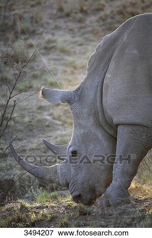Stock Photo - Wide-mouthed rhinoceros, Ceratotherium simum, Pilanes Game Reserve, North West, South Africa, Africa . Fotosearch