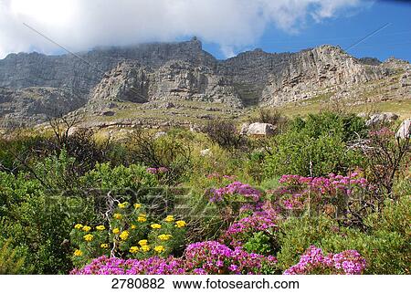 Stock Image - Wild flowers blooming in field, Table Mountain, Western Cape, South Africa . Fotosearch