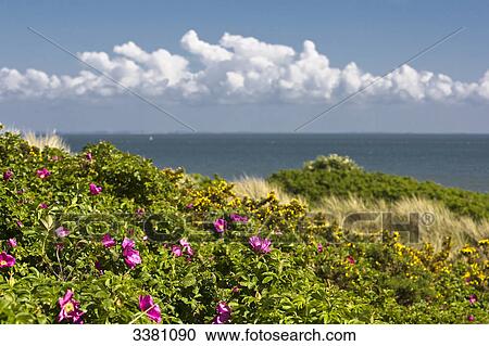 Wild roses, Sylt, Schleswig-Holstein, Germany View Large Photo Image Stock Image - Wild roses, Sylt, Schleswig-Holstein, Germany . Fotosearch