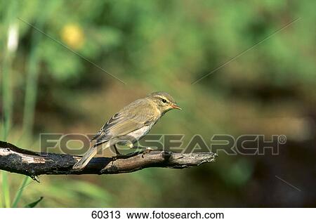 Stock Image - Willow Warbler (Phylloscopus trochilus) bird perching on branch . Fotosearch