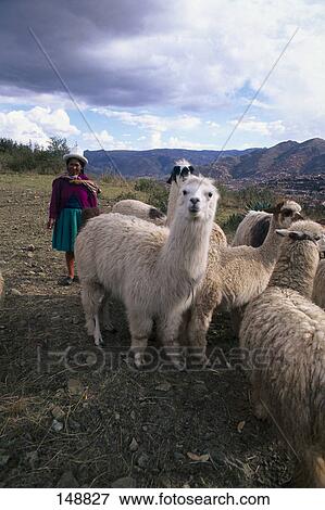 Woman standing with llamas, Cuzco, Peru View Large Photo Image Stock Photo - Woman standing with llamas, Cuzco, Peru . Fotosearch