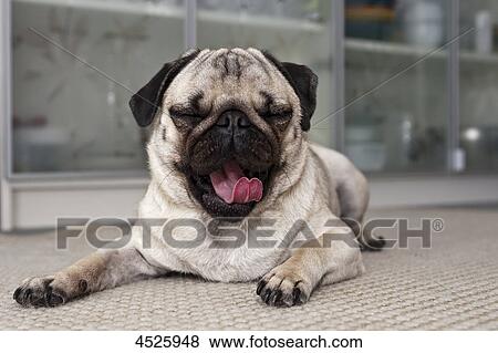Yawning pug lying on the floor View Large Photo Image Stock Photo - Yawning pug lying on the floor . Fotosearch