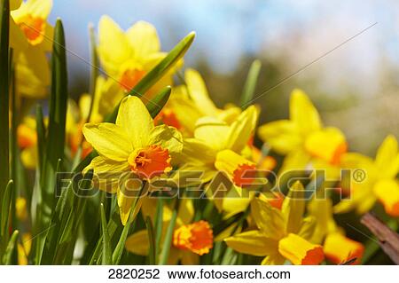 yellow daffodils, close-up View Large Photo Image Stock Image - yellow daffodils, close-up . Fotosearch