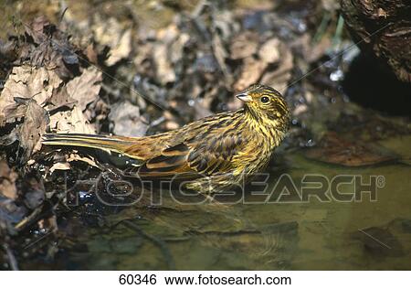 Yellowhammer (Emberiza citrinella) bird in water View Large Photo Image Stock Photograph - Yellowhammer (Emberiza citrinella) bird in water . Fotosearch