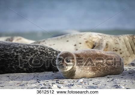 Stock Image - Young Common Seal (Phoca vitulina) in a group on beach, Helgoland, Germany . Fotosearch
