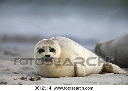Young Common Seal (Phoca vitulina) on beach, Helgoland, Germany View Large Photo Image Picture - Young Common Seal (Phoca vitulina) on beach, Helgoland, Germany . Fotosearch