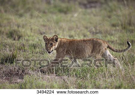 Picture - Young lion, Panthera leo, Queen-Elizabeth-National Park, Uganda, East Africa, Africa . Fotosearch