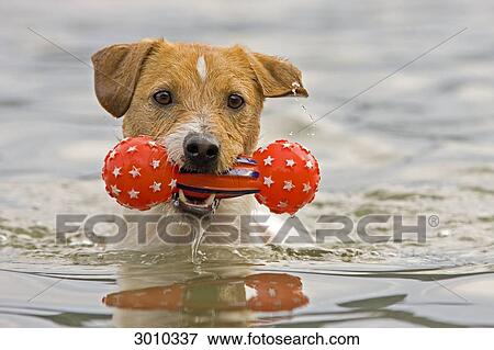 A dog swimming with a toy in its mouth, front view, close-up View Large Photo Image Stock Photo - A dog swimming with a toy in its mouth, front view, close-up . Fotosearch