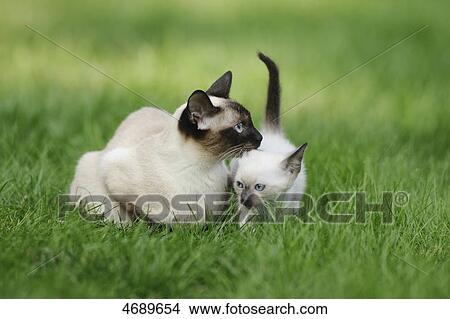 Adult and young Siamese cat in meadow View Large Photo Image Picture - Adult and young Siamese cat in meadow . Fotosearch