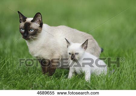 Adult and young Siamese cat sitting in meadow View Large Photo Image Stock Photography - Adult and young Siamese cat sitting in meadow . Fotosearch