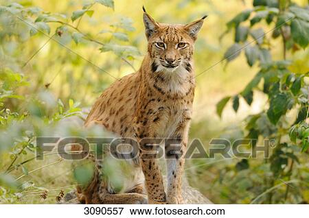 Stock Photo - Adult Lynx (Lynx lynx) sitting on rock, Bavarian Forest, Germany, eye contact . Fotosearch