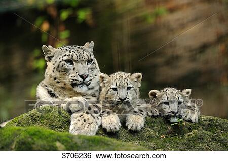 Stock Photograph - Adult Snow Leopard (Uncia uncia) lying next to two youngs . Fotosearch