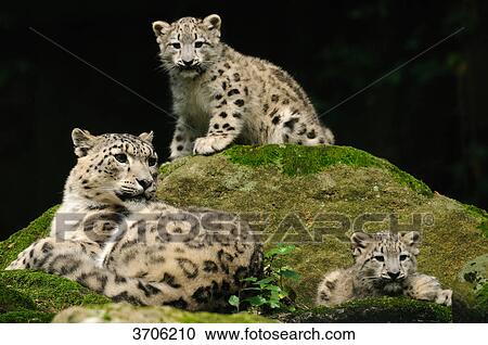 Adult Snow Leopard (Uncia uncia) with two youngs View Large Photo Image Stock Image - Adult Snow Leopard (Uncia uncia) with two youngs . Fotosearch