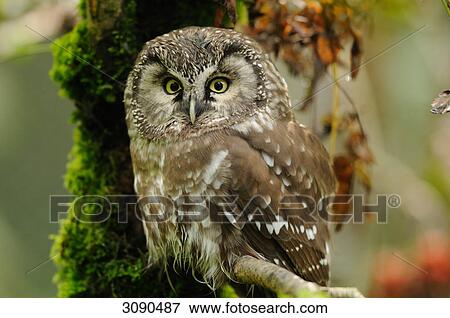Stock Photo - Aegolius funereus . Fotosearch