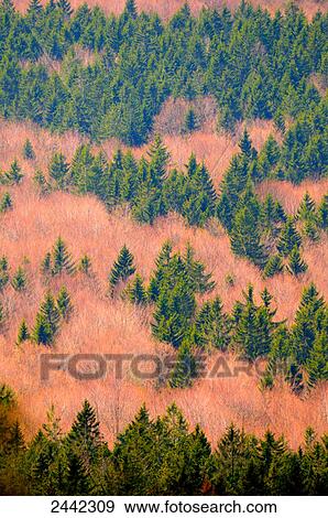 Aerial view of trees in forest, Bavarian Forest National Park, Bavaria, Germany View Large Photo Image Stock Photo - Aerial view of trees in forest, Bavarian Forest National Park, Bavaria, Germany . Fotosearch