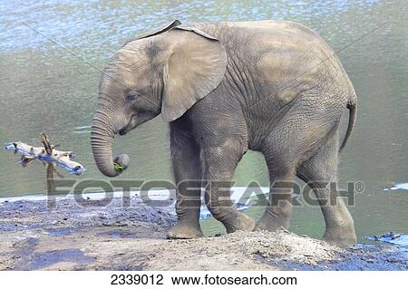 Stock Image - African Elephant (Loxodonta Africana) walking at riverbank . Fotosearch