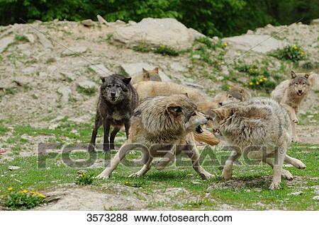 Stock Photo - Aggressive pack of Wolves (Canis lupus) . Fotosearch