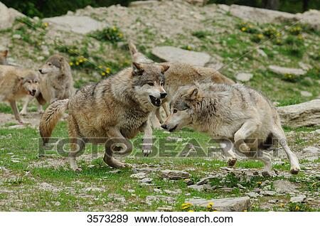 Stock Photo - Aggressive pack of Wolves (Canis lupus) . Fotosearch