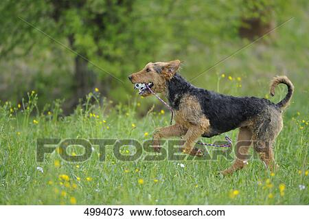 Stock Image - Airedale Terrier in meadow . Fotosearch