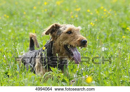 Picture - Airedale Terrier lying in meadow . Fotosearch