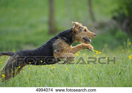 Picture - Airedale Terrier running in meadow . Fotosearch