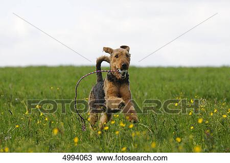 Airedale Terrier running in meadow View Large Photo Image Stock Image - Airedale Terrier running in meadow . Fotosearch