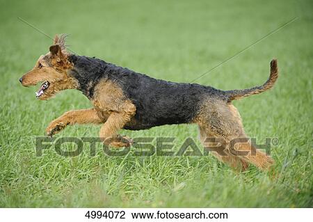 Stock Image - Airedale Terrier running in meadow . Fotosearch