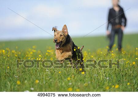 Airedale Terrier running in meadow View Large Photo Image Stock Photography - Airedale Terrier running in meadow . Fotosearch