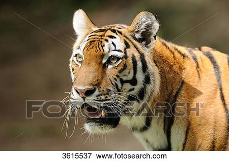 Alert Siberian Tiger (Panthera tigris altaica) View Large Photo Image Stock Photo - Alert Siberian Tiger (Panthera tigris altaica) . Fotosearch