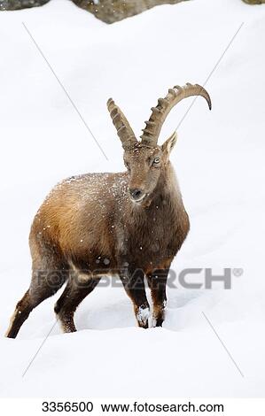 Stock Image - Alpine ibex (Capra ibex) in the snow, Bavaria, Germany . Fotosearch