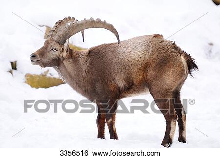 Stock Photograph - Alpine ibex (Capra ibex) in the snow, Bavaria, Germany, side view . Fotosearch