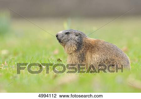 Alpine Marmot (Marmota marmota) in meadow View Large Photo Image Stock Image - Alpine Marmot (Marmota marmota) in meadow . Fotosearch