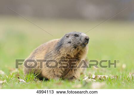 Alpine Marmot (Marmota marmota) in meadow View Large Photo Image Stock Image - Alpine Marmot (Marmota marmota) in meadow . Fotosearch