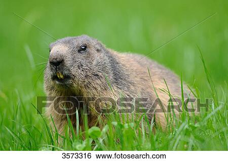Alpine Marmot (Marmota marmota) in meadow View Large Photo Image Stock Photograph - Alpine Marmot (Marmota marmota) in meadow . Fotosearch