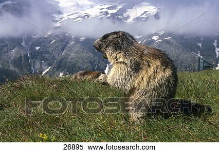 Stock Photography - Alpine Marmot (Marmota marmota) in field, Hohe Tauern National Park, Austriaal . Fotosearch