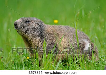 Alpine Marmot (Marmota marmota) in meadow View Large Photo Image Stock Photography - Alpine Marmot (Marmota marmota) in meadow . Fotosearch