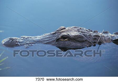 American Alligator (Alligator mississippiensis) in water, Everglades National Park, USA View Large Photo Image Stock Image - American Alligator (Alligator mississippiensis) in water, Everglades National Park, USA . Fotosearch