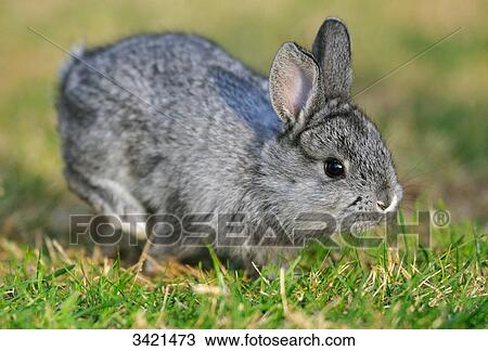 Stock Image - American Chinchilla hopping in the grass . Fotosearch