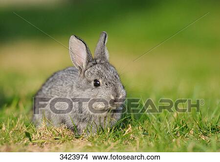 American Chinchilla sitting on grass View Large Photo Image Picture - American Chinchilla sitting on grass . Fotosearch