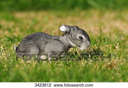 Stock Image - American Chinchilla sitting on grass, side view . Fotosearch